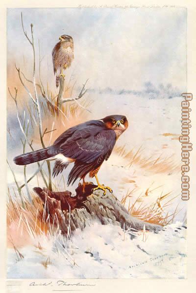 Archibald Thorburn Sparrowhawk